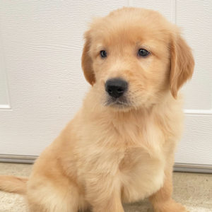 Golden Retriever Puppy Abel