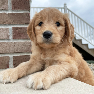 Goldendoodle Puppy Frankie