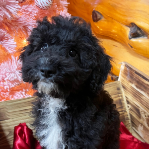 Poodle Puppy Boo