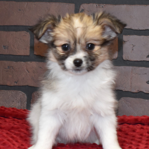 Papillon Puppy Paris