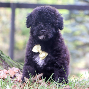 Havapoo Puppy Grant
