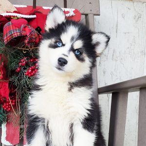 Pomsky Puppy Indy