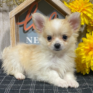 Chihuahua Puppy Jorgy