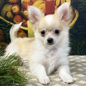 Chihuahua Puppy Jorgy