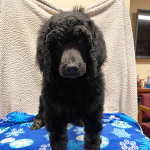 Poodle Puppy Jorah