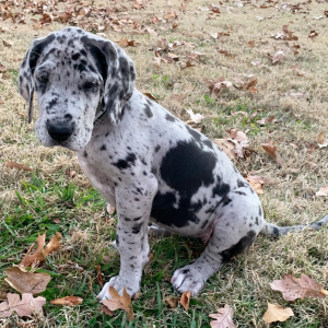 Great Dane Puppy Ariel