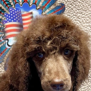 Poodle Puppy Sandor