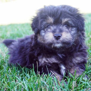 Aussiedoodle Puppy Monte