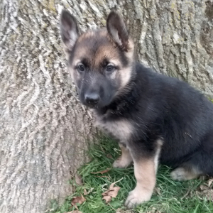 German Shepherd Dog Puppy Levi