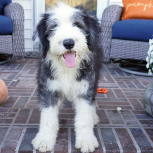 Old English Sheepdog Puppy Keelie