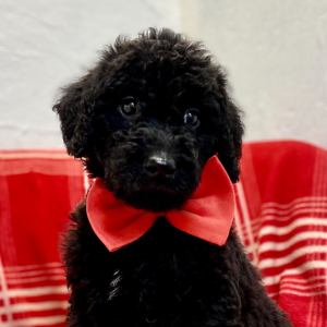 Labradoodle Puppy Benito