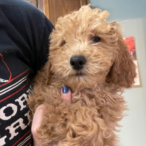 Goldendoodle Puppy Beautiful