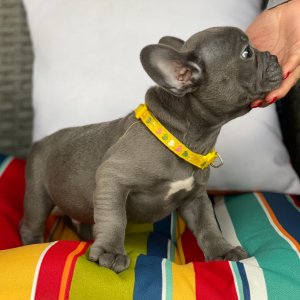 French Bulldog Puppy Tundra