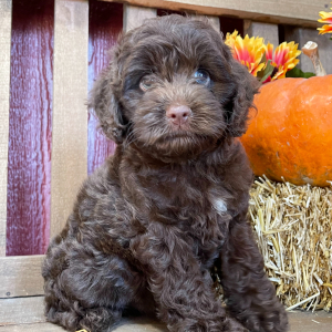 Cockapoo Puppy Renee