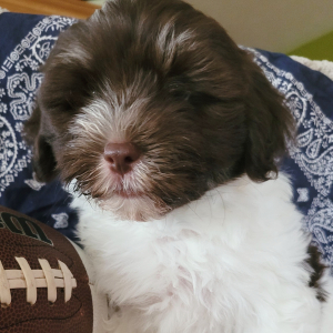 Havanese Puppy Patrick