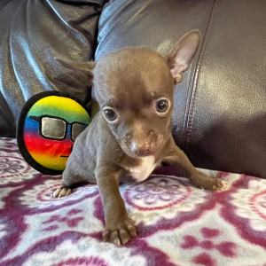Chihuahua Puppy Chance