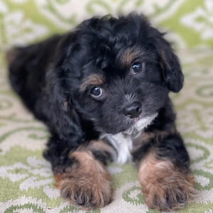 Cavapoo Puppy Storm