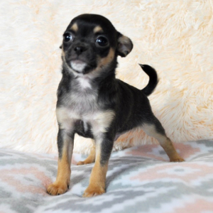 Chihuahua Puppy Mickey