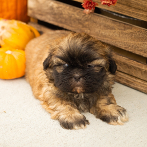 Shih Tzu Puppy Remi