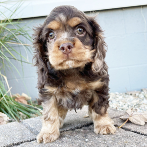 Cocker Spaniel Puppy Tommy