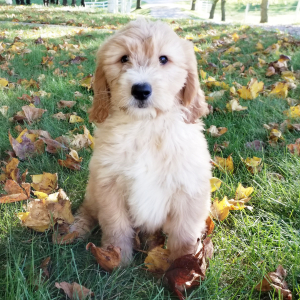 Goldendoodle Puppy Misty