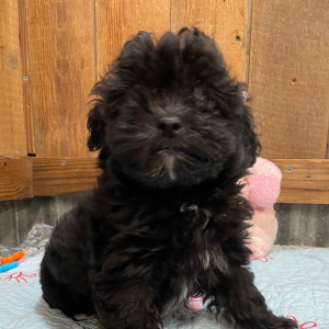 Havapoo Puppy Olympia