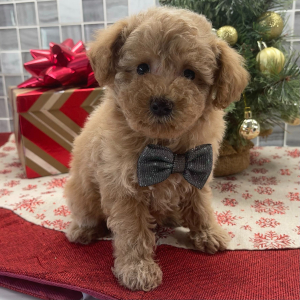 Poodle Puppy Fisher