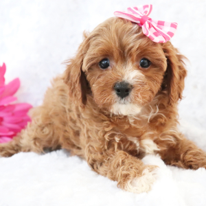 Cavapoo Puppy Aspen