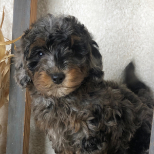 Bernedoodle Puppy Emma