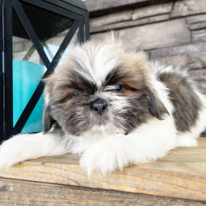 Shih Tzu Puppy Rover