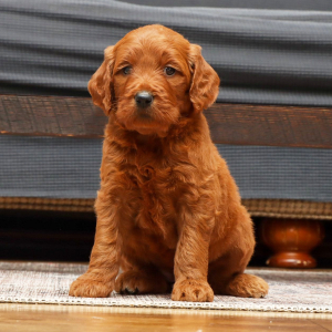 Goldendoodle Puppy Tessa