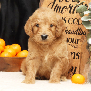 Goldendoodle Puppy Vincent