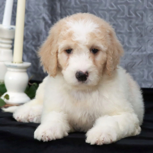 Goldendoodle Puppy Vivian