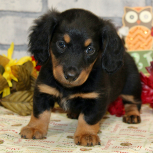 Dachshund Puppy Issabel