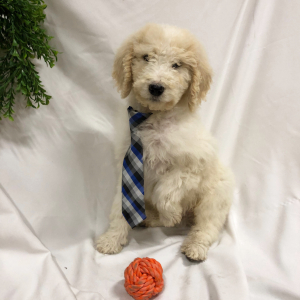 Labradoodle Puppy Stewart