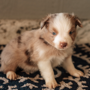 Miniature American Shepherd Puppy Buddy