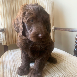 Labradoodle Puppy Rip