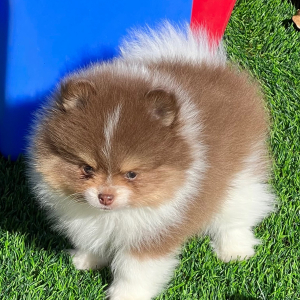 Pomeranian Puppy Cole