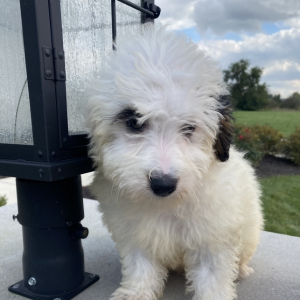 Bernedoodle Puppy Winona