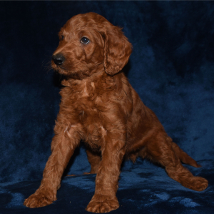 Labradoodle Puppy Rocket