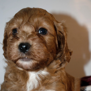 Cockapoo Puppy Buster