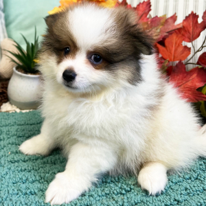 Pomeranian Puppy Willis