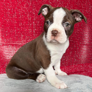 Boston Terrier Puppy Biggins