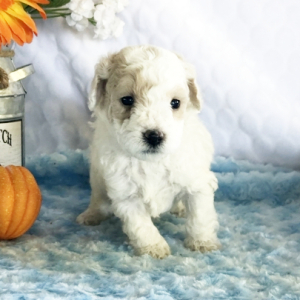 Bichonpoo Puppy Sam