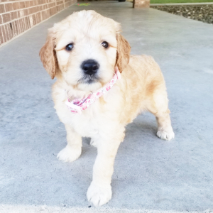 Goldendoodle Puppy Sally