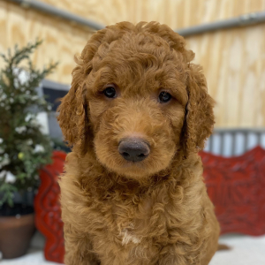 Goldendoodle Puppy Duke