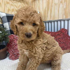 Goldendoodle Puppy Destiny