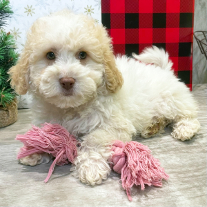 Labradoodle Puppy Tori