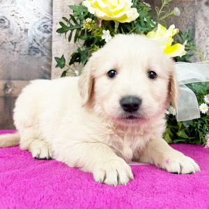 Golden Retriever Puppy Ashby