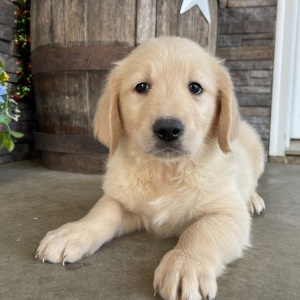 Golden Retriever Puppy Ashby